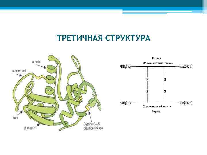 ТРЕТИЧНАЯ СТРУКТУРА 