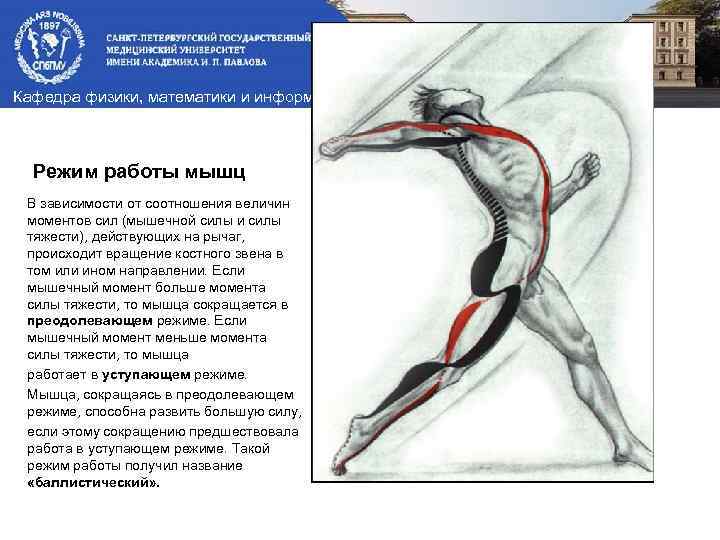 Презентация биомеханика мышц