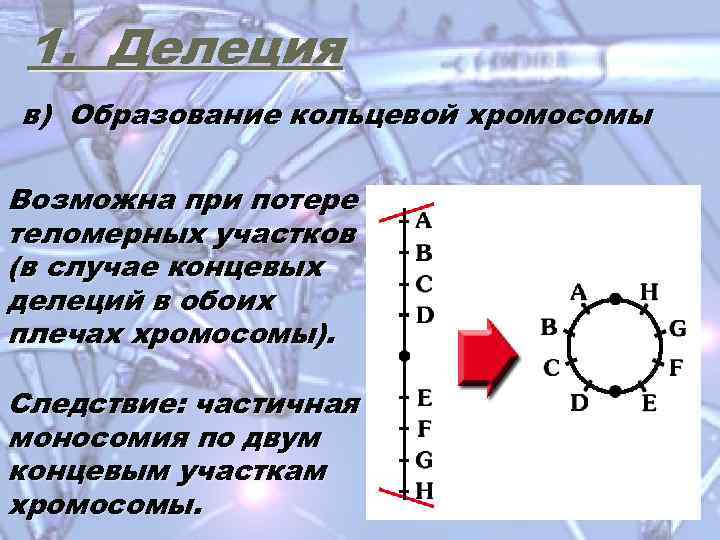 1. Делеция в) Образование кольцевой хромосомы Возможна при потере теломерных участков (в случае концевых