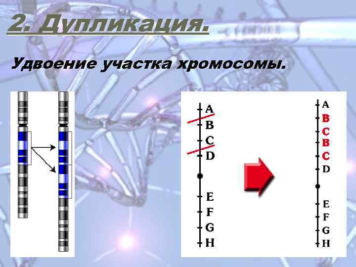 Удвоение участка хромосомы какая мутация. Дупликация участка хромосомы. Удвоение участка хромосомы. Удвоение участка хромосомы (дупликация). Удвоение участка в хромосоме примеры.