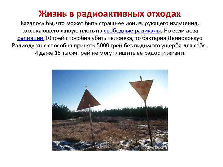 Жизнь в радиоактивных отходах Казалось бы, что может быть страшнее ионизирующего излучения, рассекающего живую