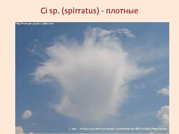 Сi sp. (spirratus) - плотные 13 