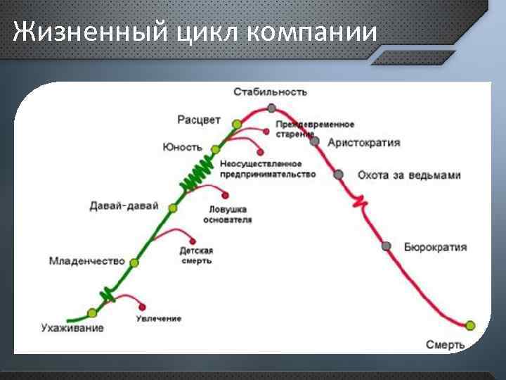 Жизненный цикл компании 