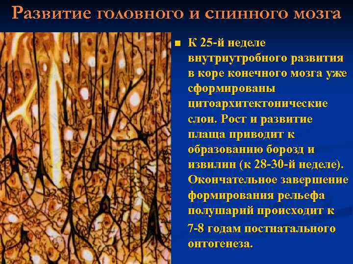 Развитие головного и спинного мозга n К 25 -й неделе внутриутробного развития в коре