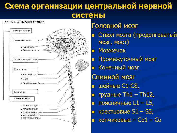 Схема организации центральной нервной системы Головной мозг n n Ствол мозга (продолговатый мозг, мост)