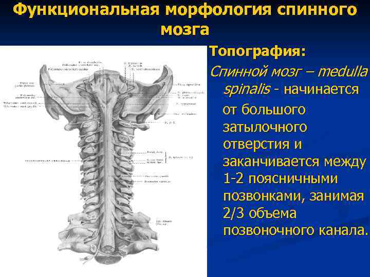 Функциональная морфология спинного мозга Топография: Спинной мозг – medulla spinalis - начинается от большого