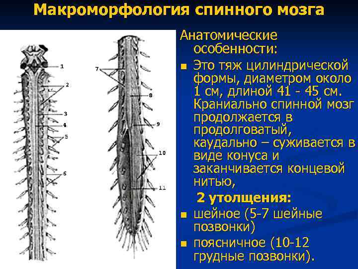 Макроморфология спинного мозга Анатомические особенности: n Это тяж цилиндрической формы, диаметром около 1 см,