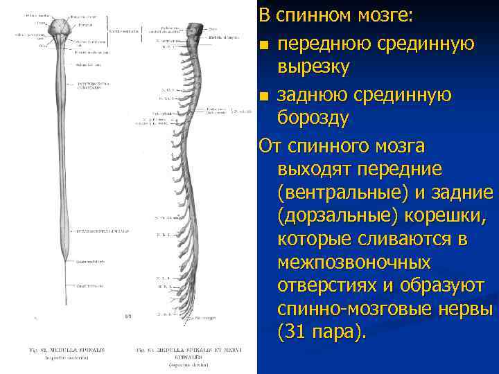 В спинном мозге: n переднюю срединную вырезку n заднюю срединную борозду От спинного мозга