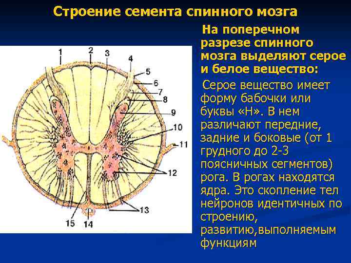 Строение семента спинного мозга На поперечном разрезе спинного мозга выделяют серое и белое вещество: