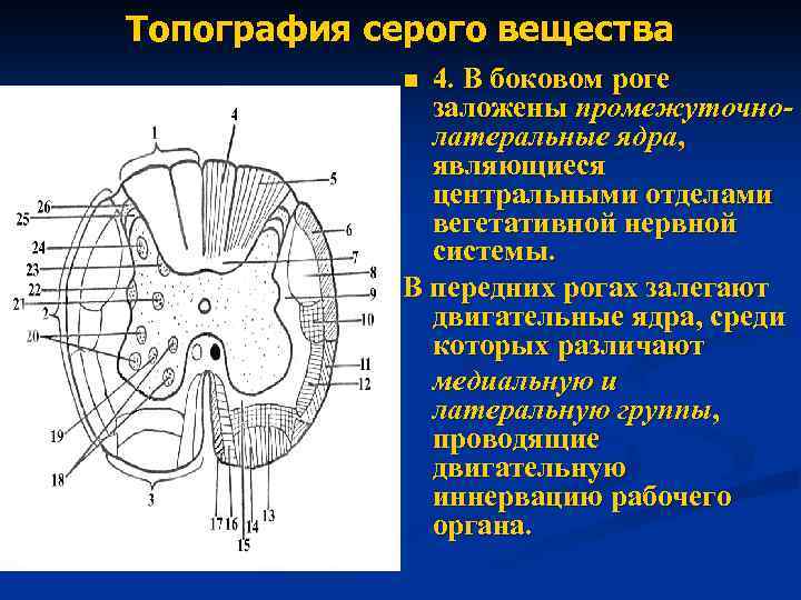 Продольный медиальный пучок схема