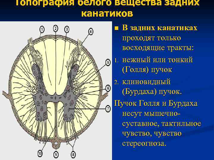 Топография белого вещества задних канатиков В задних канатиках проходят только восходящие тракты: 1. нежный