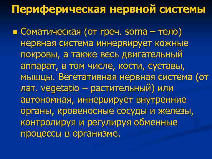 Периферическая нервной системы n Соматическая (от греч. soma – тело) нервная система иннервирует кожные