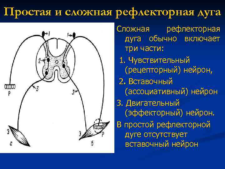 Простая и сложная рефлекторная дуга Сложная рефлекторная дуга обычно включает три части: 1. Чувствительный