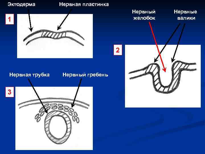 Эктодерма Нервная пластинка Нервный желобок 1 2 Нервная трубка 3 Нервный гребень Нервные валики