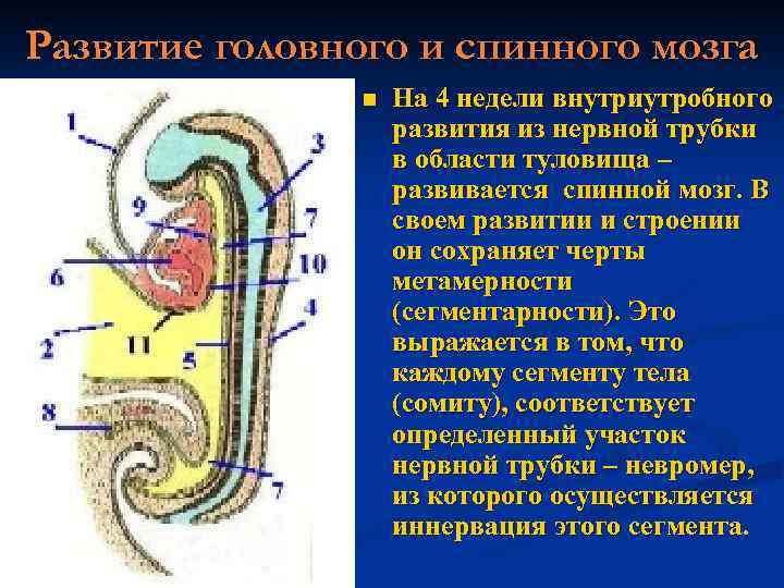 Развитие головного и спинного мозга n На 4 недели внутриутробного развития из нервной трубки