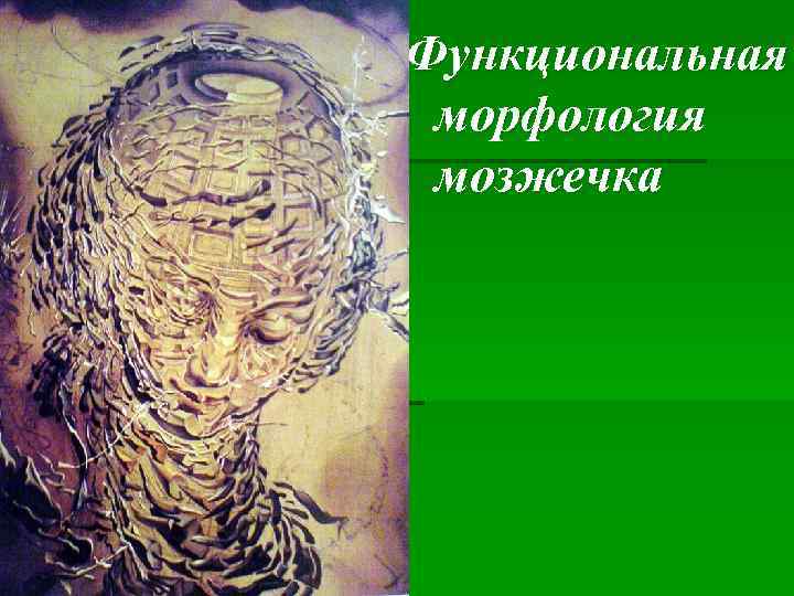 Функциональная морфология мозжечка 