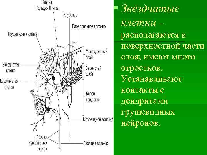 Кровоснабжение мозжечка схема