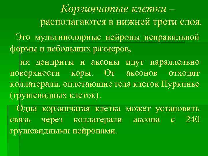 Корзинчатые клетки – располагаются в нижней трети слоя. Это мультиполярные нейроны неправильной формы и