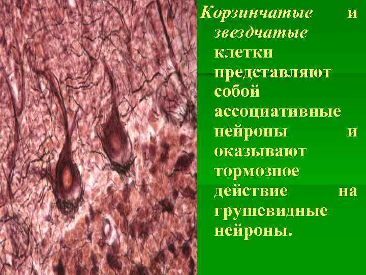 Корзинчатые и звездчатые клетки представляют собой ассоциативные нейроны и оказывают тормозное действие на грушевидные