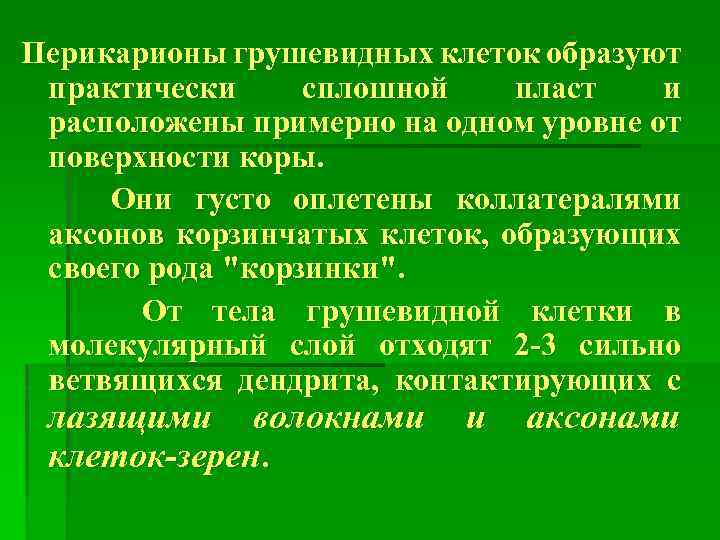 Перикарионы грушевидных клеток образуют практически сплошной пласт и расположены примерно на одном уровне от