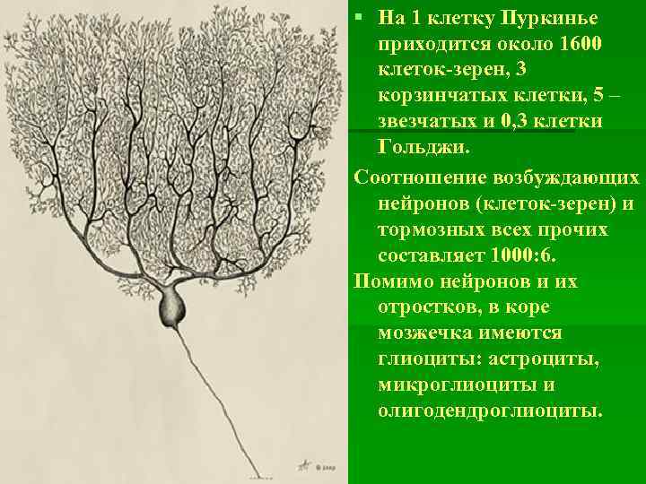 § На 1 клетку Пуркинье приходится около 1600 клеток-зерен, 3 корзинчатых клетки, 5 –