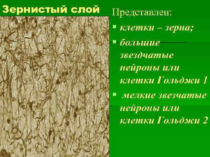 Зернистый слой Представлен: § клетки – зерна; § большие звездчатые нейроны или клетки Гольджи