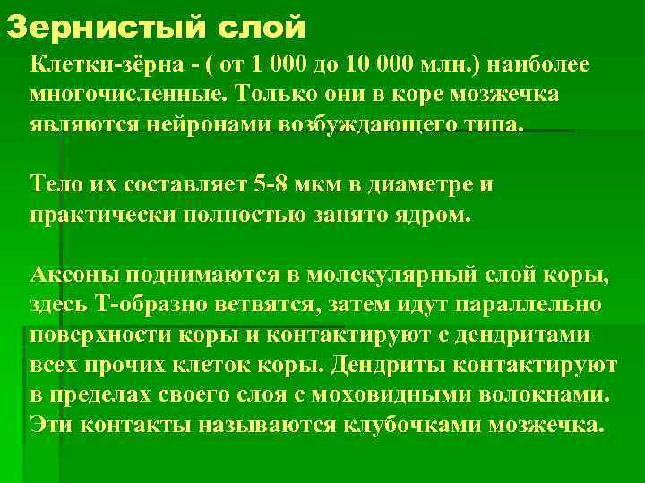 Зернистый слой Клетки-зёрна - ( от 1 000 до 10 000 млн. ) наиболее