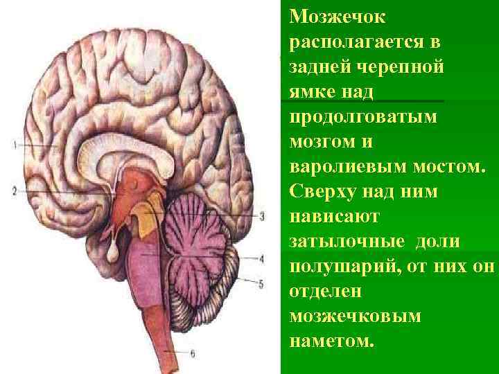 Мозжечок где находится у человека фото