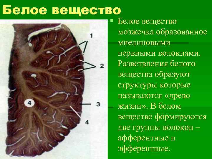 Белое вещество образовано