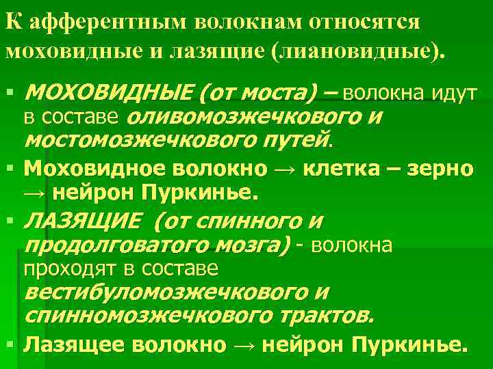 К афферентным волокнам относятся моховидные и лазящие (лиановидные). § МОХОВИДНЫЕ (от моста) – волокна