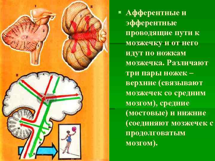 § Афферентные и эфферентные проводящие пути к мозжечку и от него идут по ножкам
