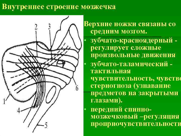 Общий план строения мозжечка