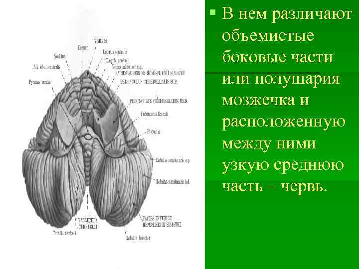 § В нем различают объемистые боковые части или полушария мозжечка и расположенную между ними