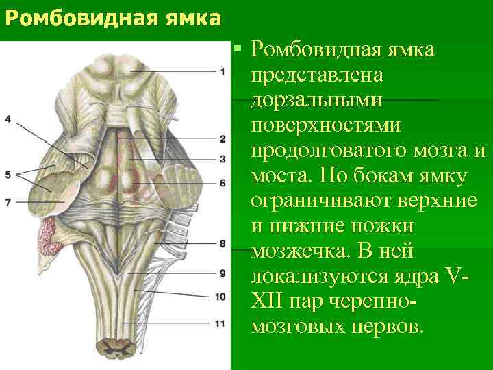 Ромбовидная ямка анатомия рисунок