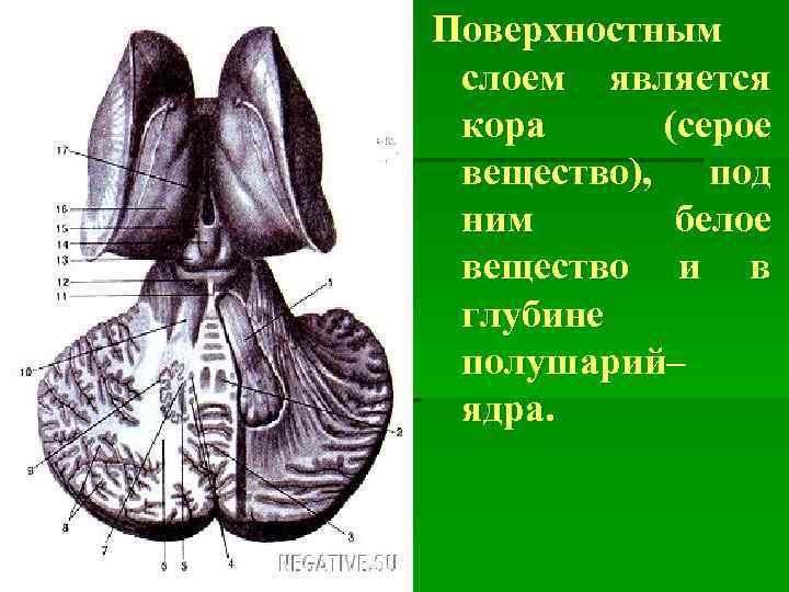 Поверхностным слоем является кора (серое вещество), под ним белое вещество и в глубине полушарий–