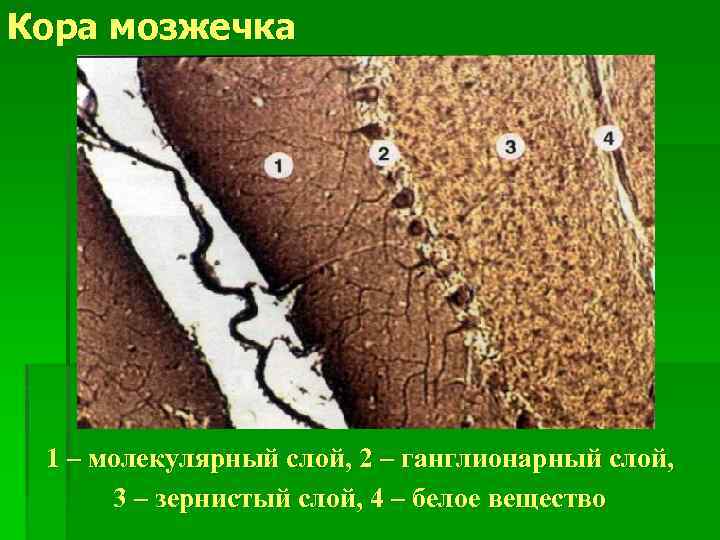 Схема строения клубочка зернистого слоя коры мозжечка