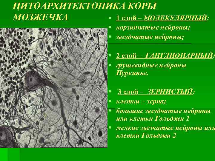 ЦИТОАРХИТЕКТОНИКА КОРЫ § 1 слой – МОЛЕКУЛЯРНЫЙ: МОЗЖЕЧКА § § корзинчатые нейроны; звездчатые нейроны;