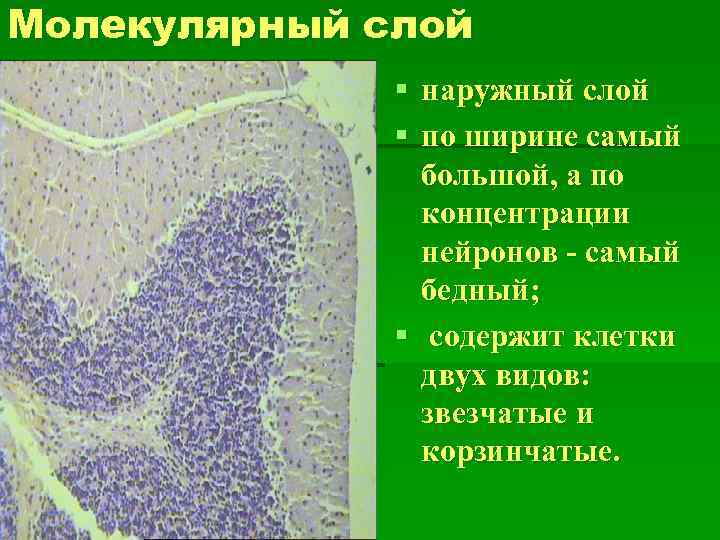 Молекулярный слой § наружный слой § по ширине самый большой, а по концентрации нейронов