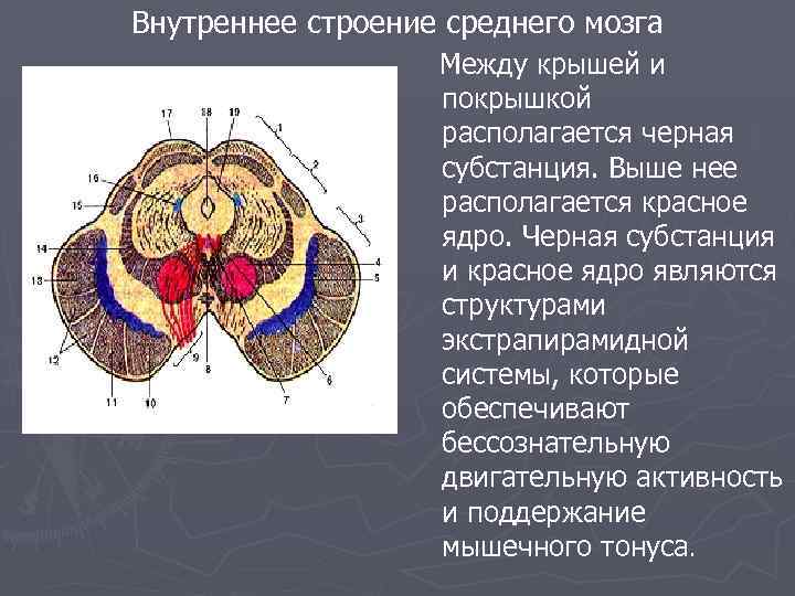 Внутреннее строение среднего мозга Между крышей и покрышкой располагается черная субстанция. Выше нее располагается