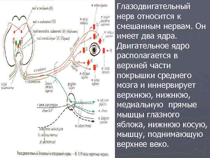 Ядро глазодвигательного нерва находится