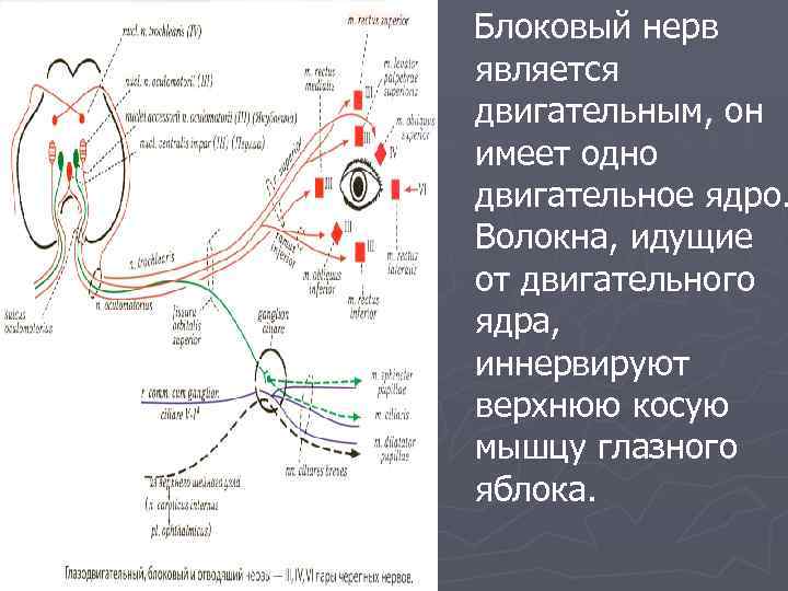 Блоковый нерв является двигательным, он имеет одно двигательное ядро. Волокна, идущие от двигательного ядра,