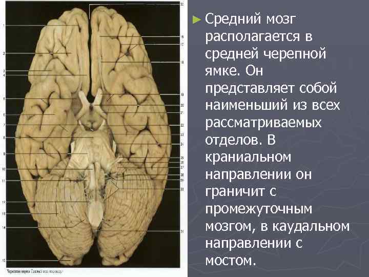 ► Средний мозг располагается в средней черепной ямке. Он представляет собой наименьший из всех