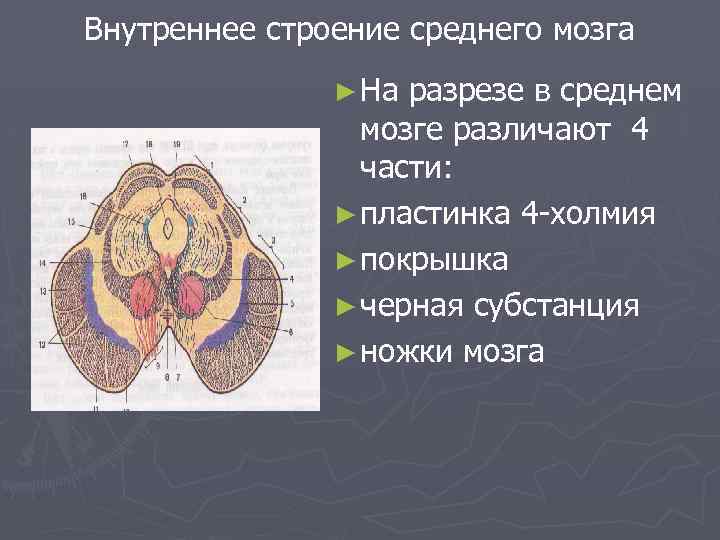 Внутреннее строение среднего мозга ► На разрезе в среднем мозге различают 4 части: ►