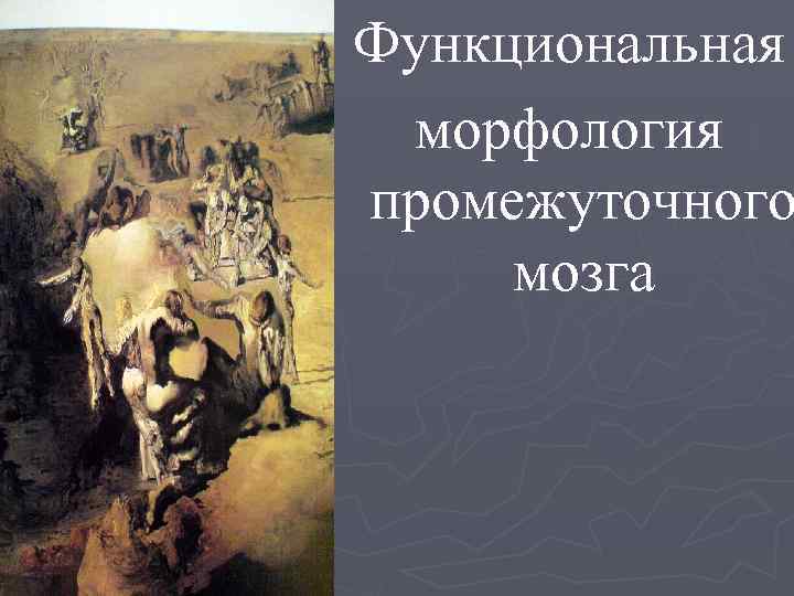 Функциональная морфология промежуточного мозга 