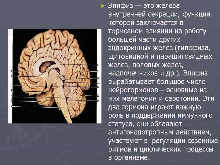 Эпифиз гипофиз надпочечники. Внутренняя секреция эпифиза. Строение головного мозга эпифиз. Эпифиз железа анатомия.