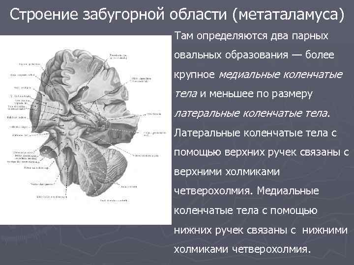 Коленчатые тела мозга. Коленчатые тела метаталамуса. Строение промежуточного мозга эпиталамус метаталамус. Медиальное коленчатое тело. Метаталамус анатомия строение.