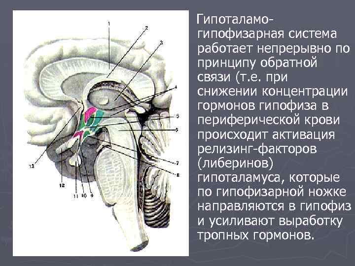 Промежуточный мозг 8 класс биология