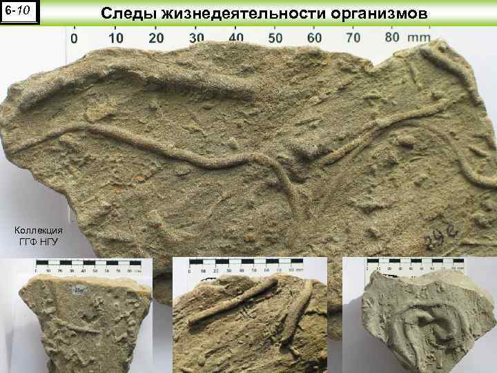 6 -10 Коллекция ГГФ НГУ Следы жизнедеятельности организмов 