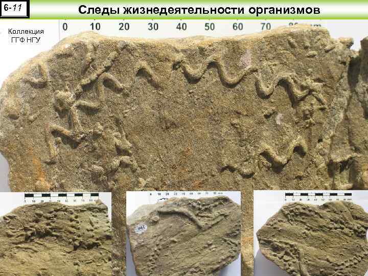 6 -11 Коллекция ГГФ НГУ Следы жизнедеятельности организмов 