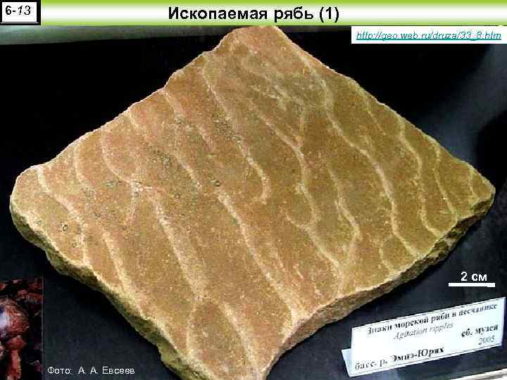 6 -13 Ископаемая рябь (1) http: //geo. web. ru/druza/33_8. htm 2 см Фото: А.